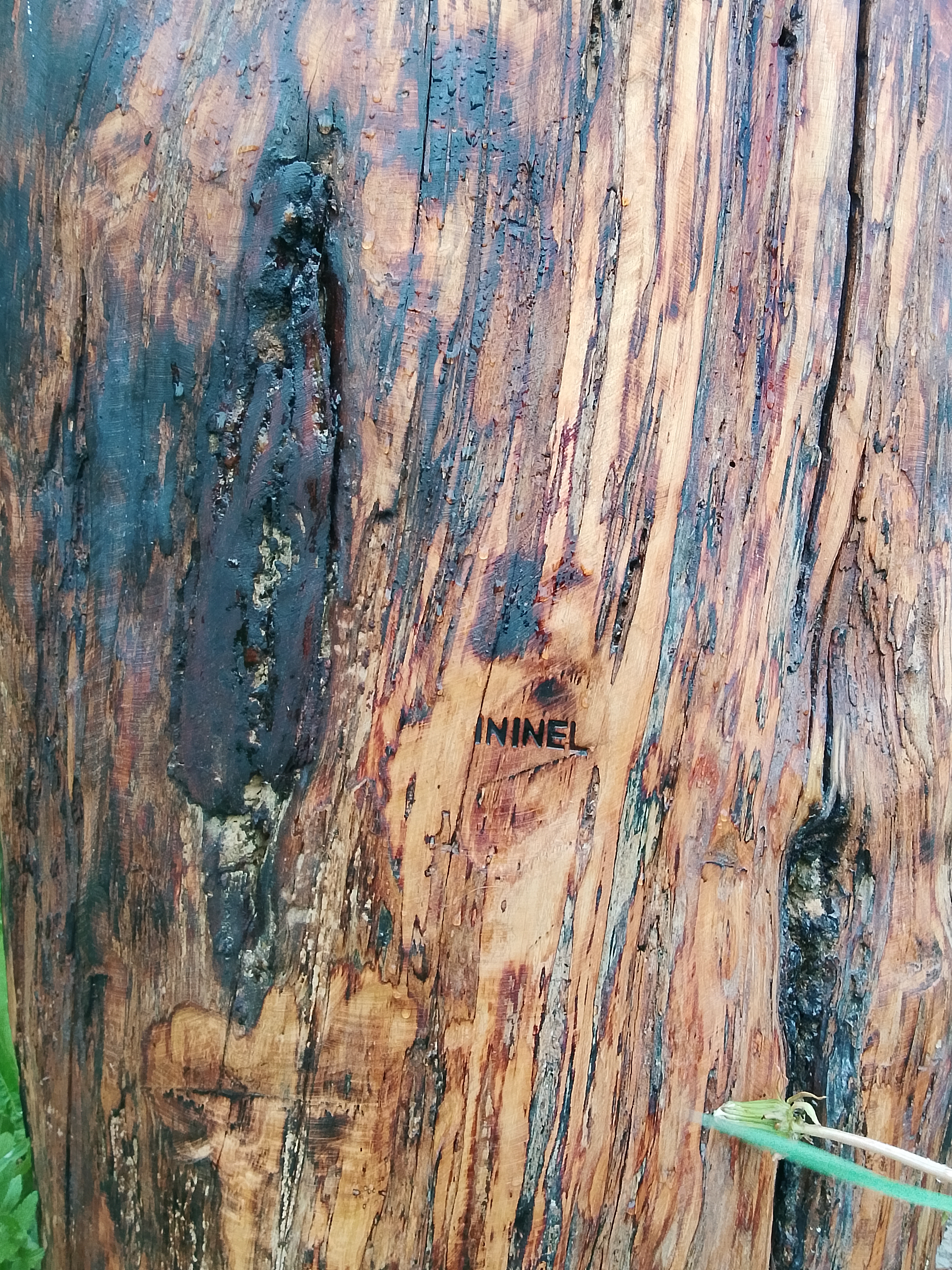 Колода для пчел ININEL